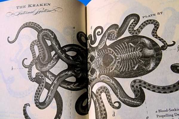 Kraken где